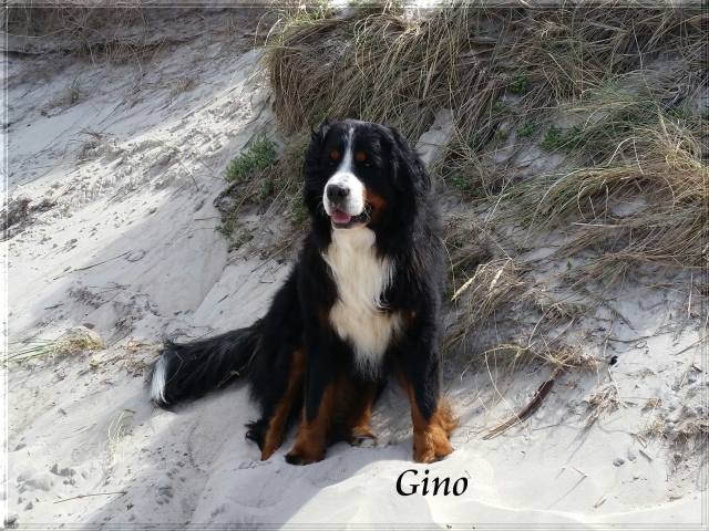 Gino 2015