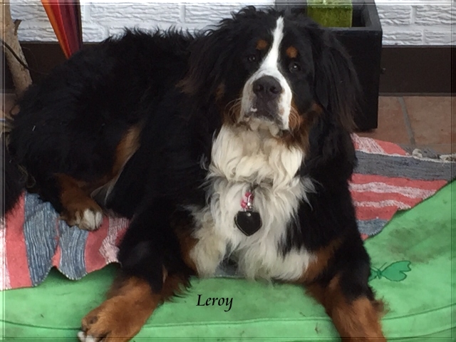 Leroy 2015