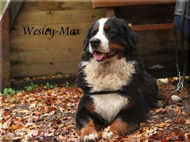Wesley-Max 12-01-20