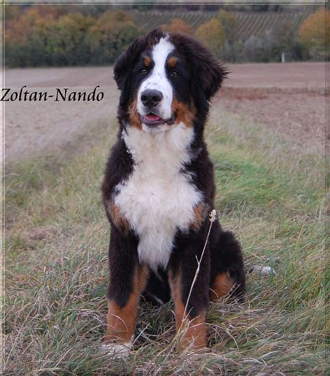 Zoltan-Nando